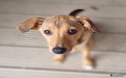 Mixed Breed dogs for adoption: Poppy - In Ayr looking for a home - Image 2