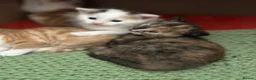 Mixed Breed cats for sale: Kittens - Advert 9