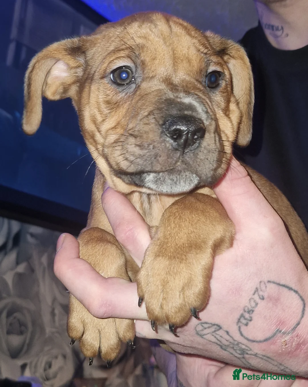 Mixed Breed dogs for sale: 3 boys - Advert 3