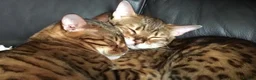 Bengal cats for sale: Female & male  in Rotherham - Advert 1