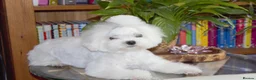 Maltese dogs for sale: Beautiful Maltese Boy in Grantham - Advert 2