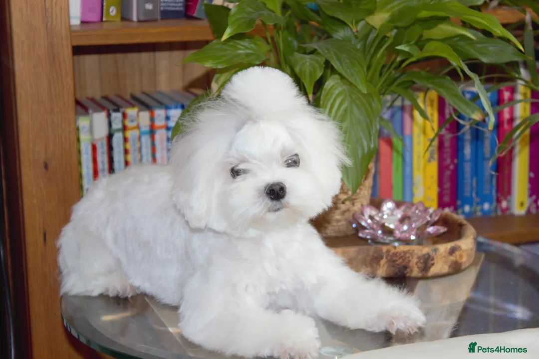 Maltese dogs for sale: Beautiful Maltese Boy in Grantham - Advert 2