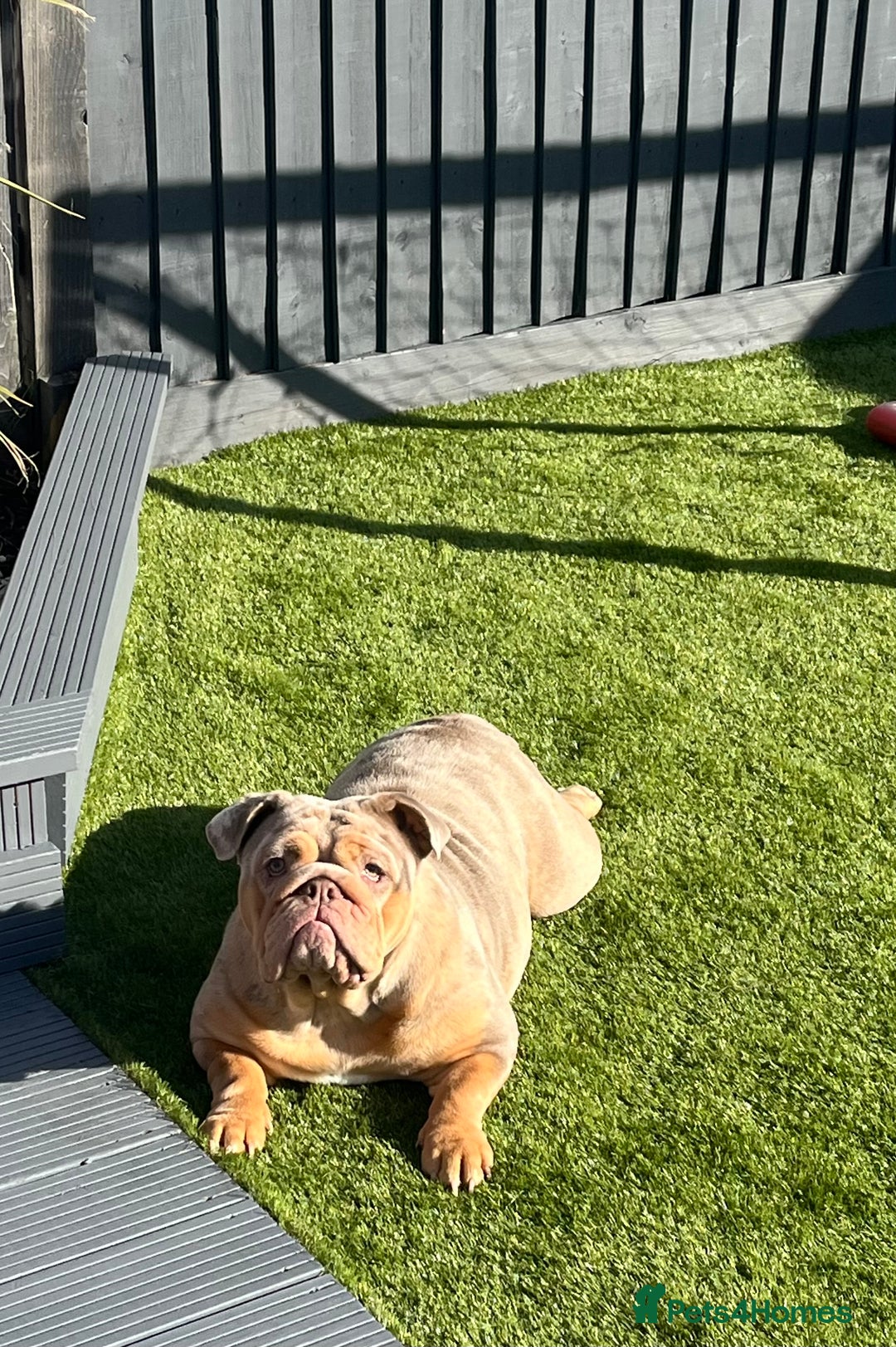 English Bulldog dogs for sale: Outstanding English bulldog  - Advert 6