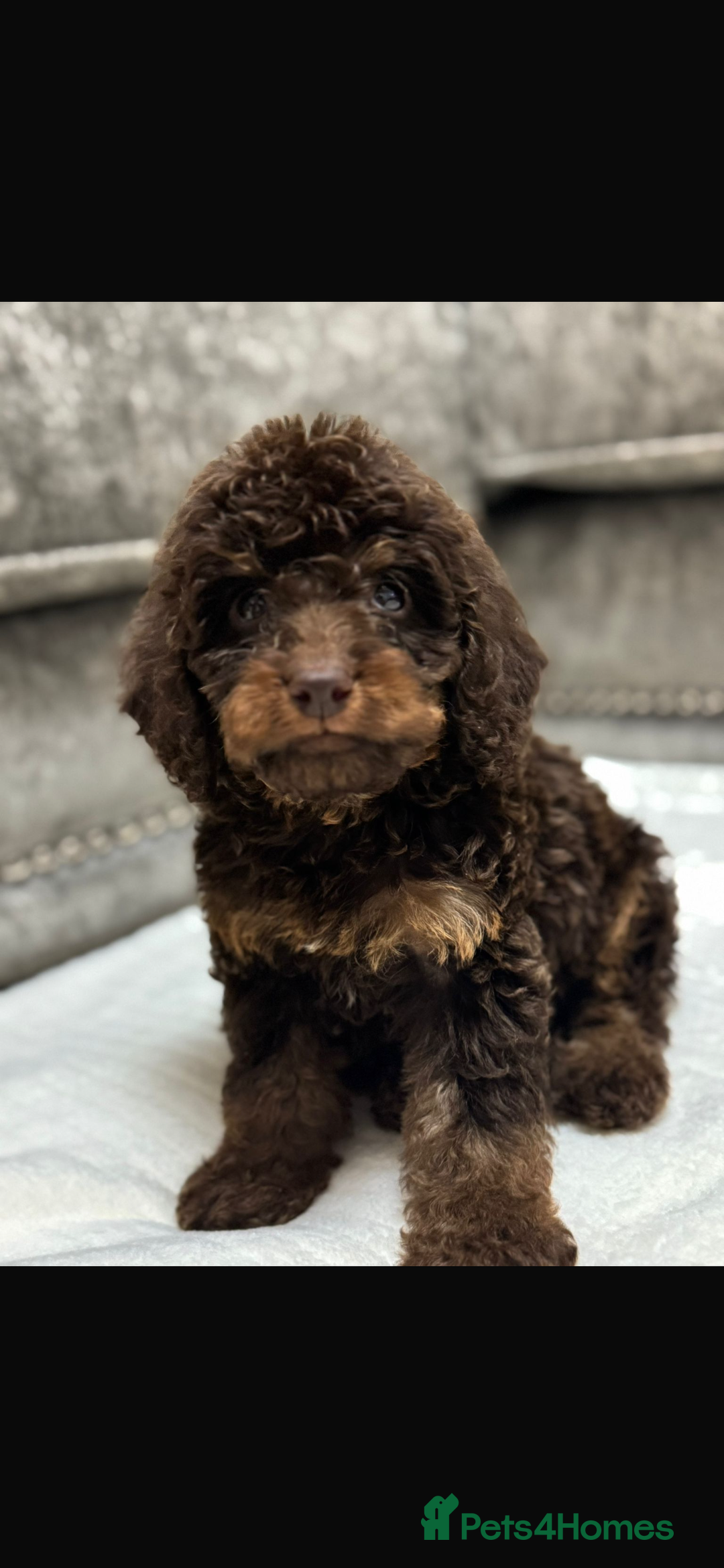 Cavapoo dogs for sale: 2 boys left looking for there forever homes - Image 12