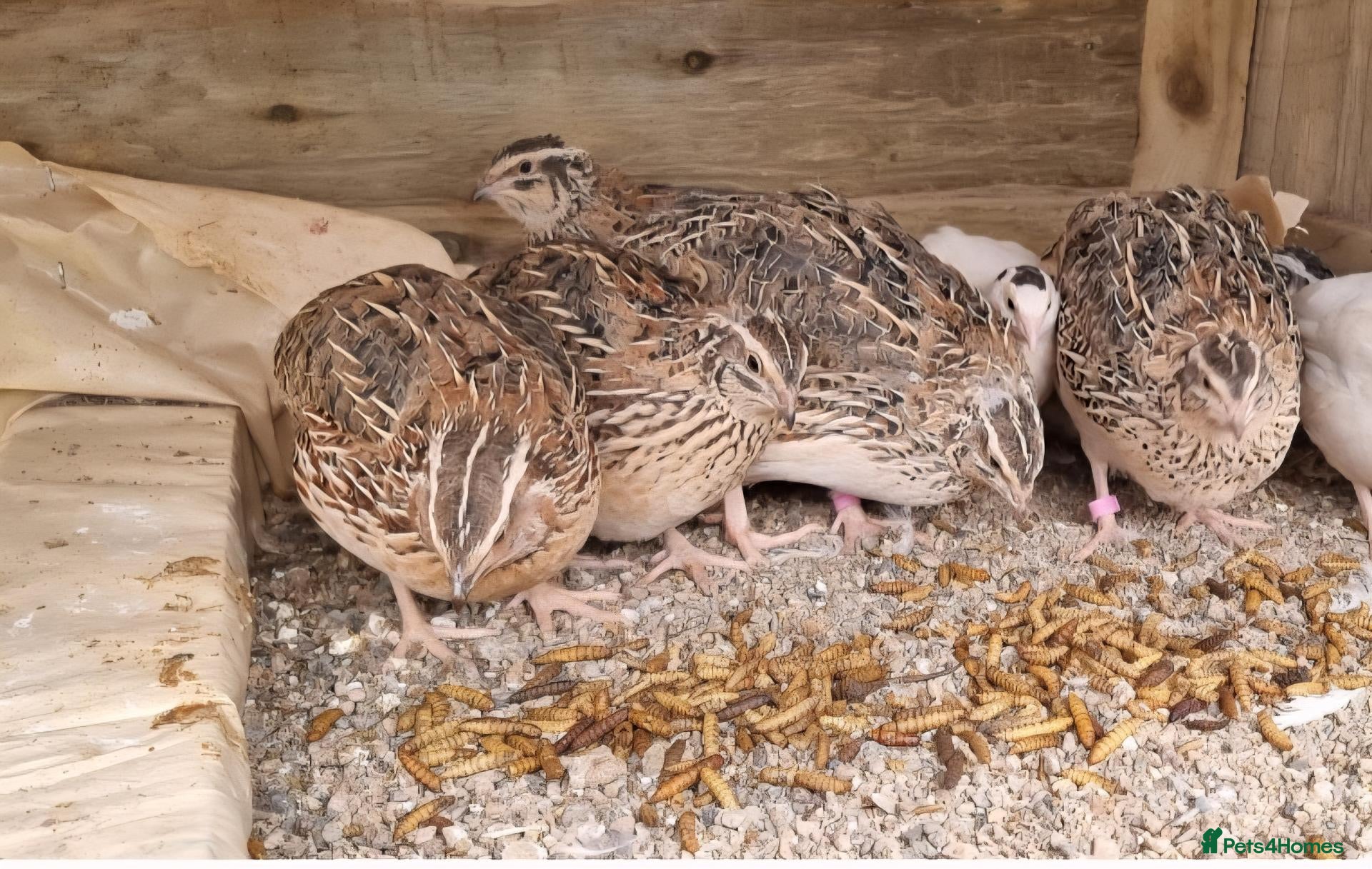 Quail poultry for sale: 🐣 Live Coturnix Jumbo Quail for Sale 🐣 - Advert 1