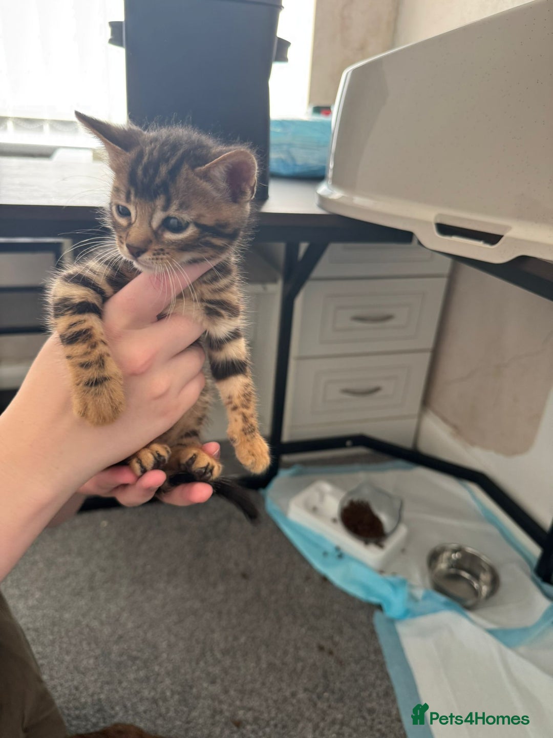Bengal cats for sale: Beautiful Bengal mixed kittens - Image 18