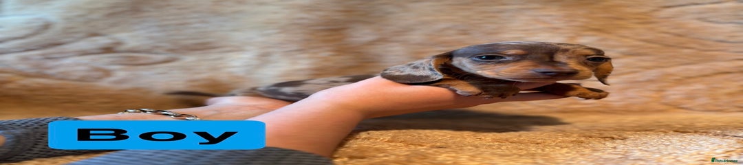 Miniature Dachshund Puppy 1