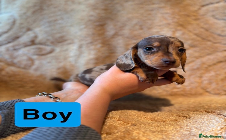 Miniature Dachshund dogs - Advert 1