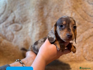 Miniature Dachshund dogs for sale - Advert 1