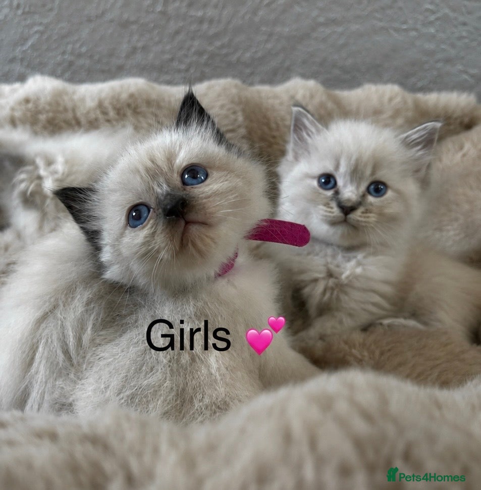 Ragdoll cats Gorgeous ragdoll kittens  - Advert 4
