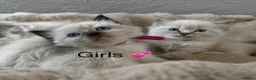 Ragdoll cats for sale: READY Sunday cute full ragdoll kittens 2 left - Advert 3