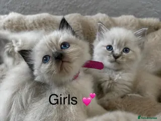 Ragdoll cats Gorgeous ragdoll kittens - Advert 5