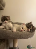 Mixed Breed cats Beautiful Perdoll Kittens🐾 ONE LITTLE BOY LEFT 🩵 - Advert 12