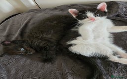 Mixed Breed cats for sale: Ragdoll X Kittens - Image 20