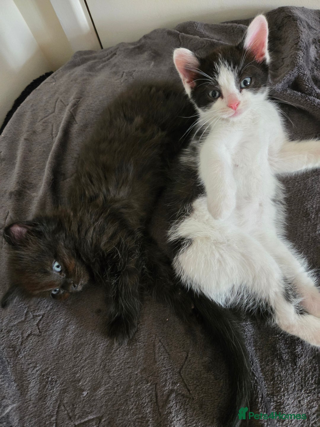 Mixed Breed cats for sale: Ragdoll X Kittens - Image 20