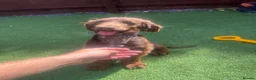 Cocker Spaniel dogs for sale: Show cocker spaniel  in Peterborough - Advert 10
