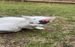 Mixed Breed cats for sale: Very cute babies  in Bedford - Image 12