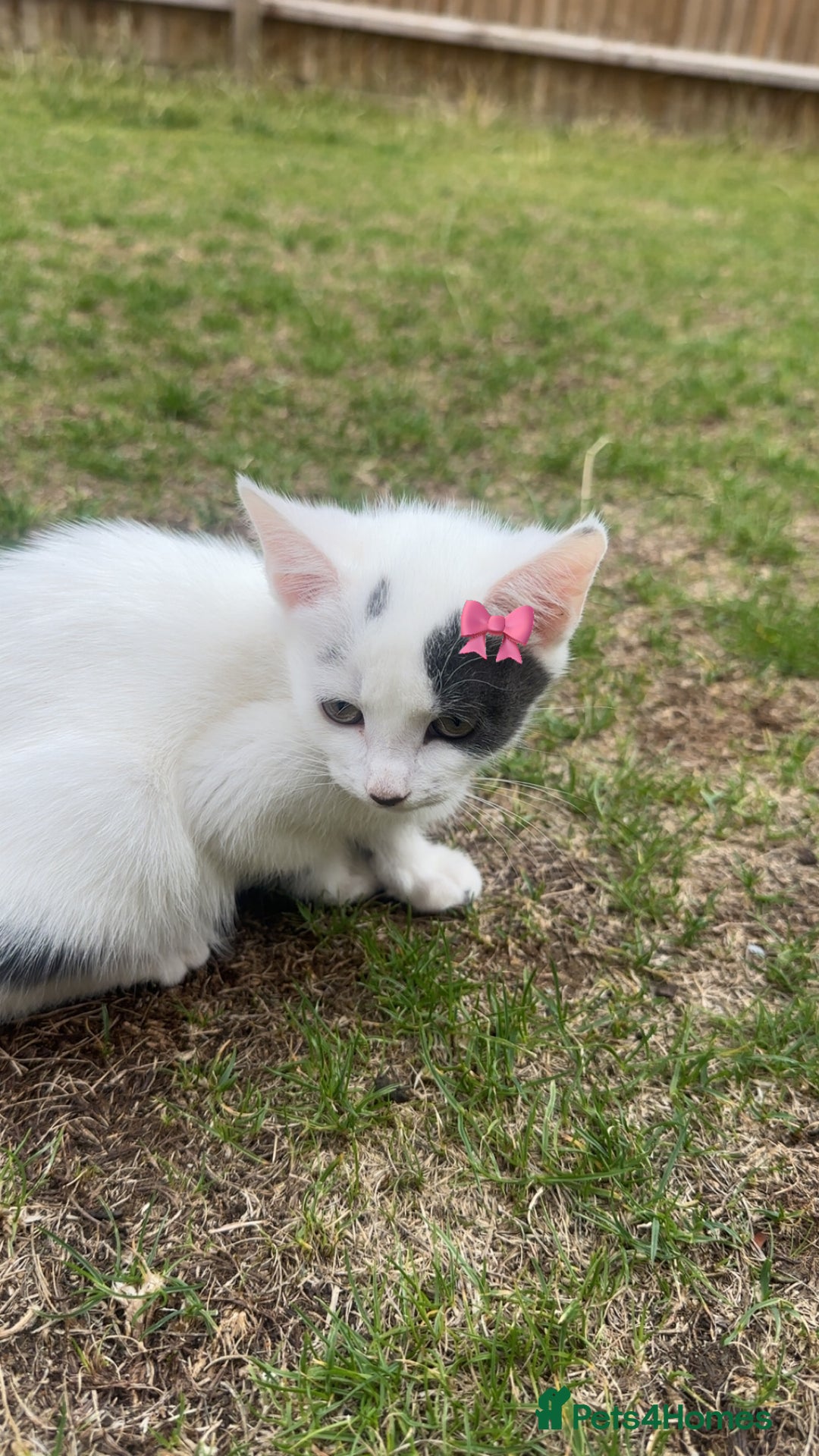 Mixed Breed cats for sale: Very cute babies  in Bedford - Image 12