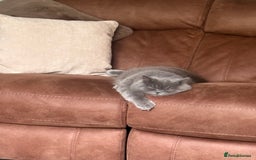 British Longhair cats for sale: British longhair - Image 1