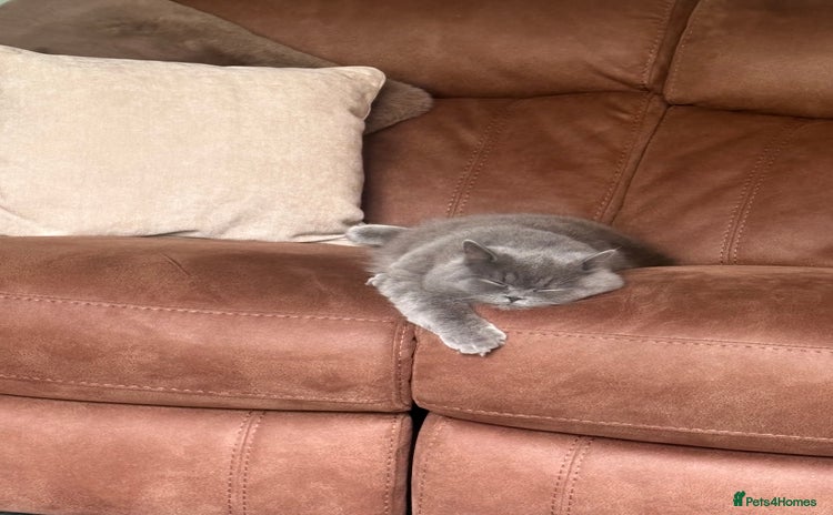 British Longhair cats - Advert 1