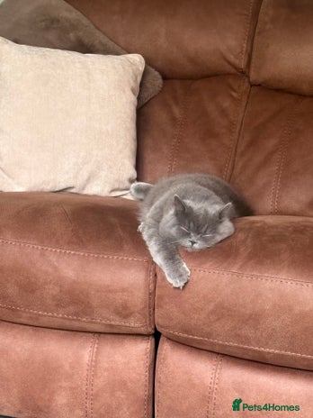 British Longhair cats - Advert 1