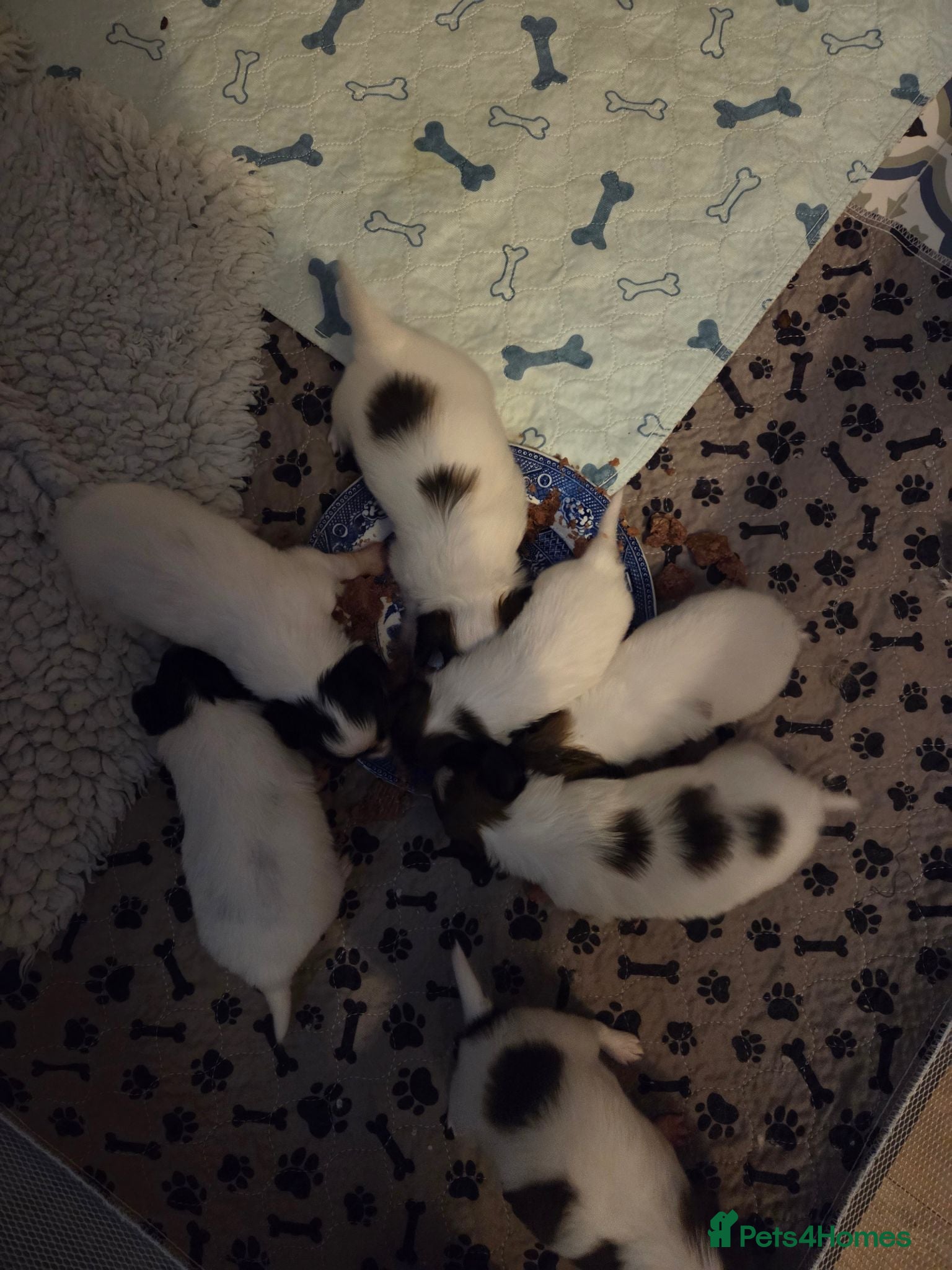 Papillon dogs KC Registered Papillon Puppies (Ready Soon!) - Advert 2