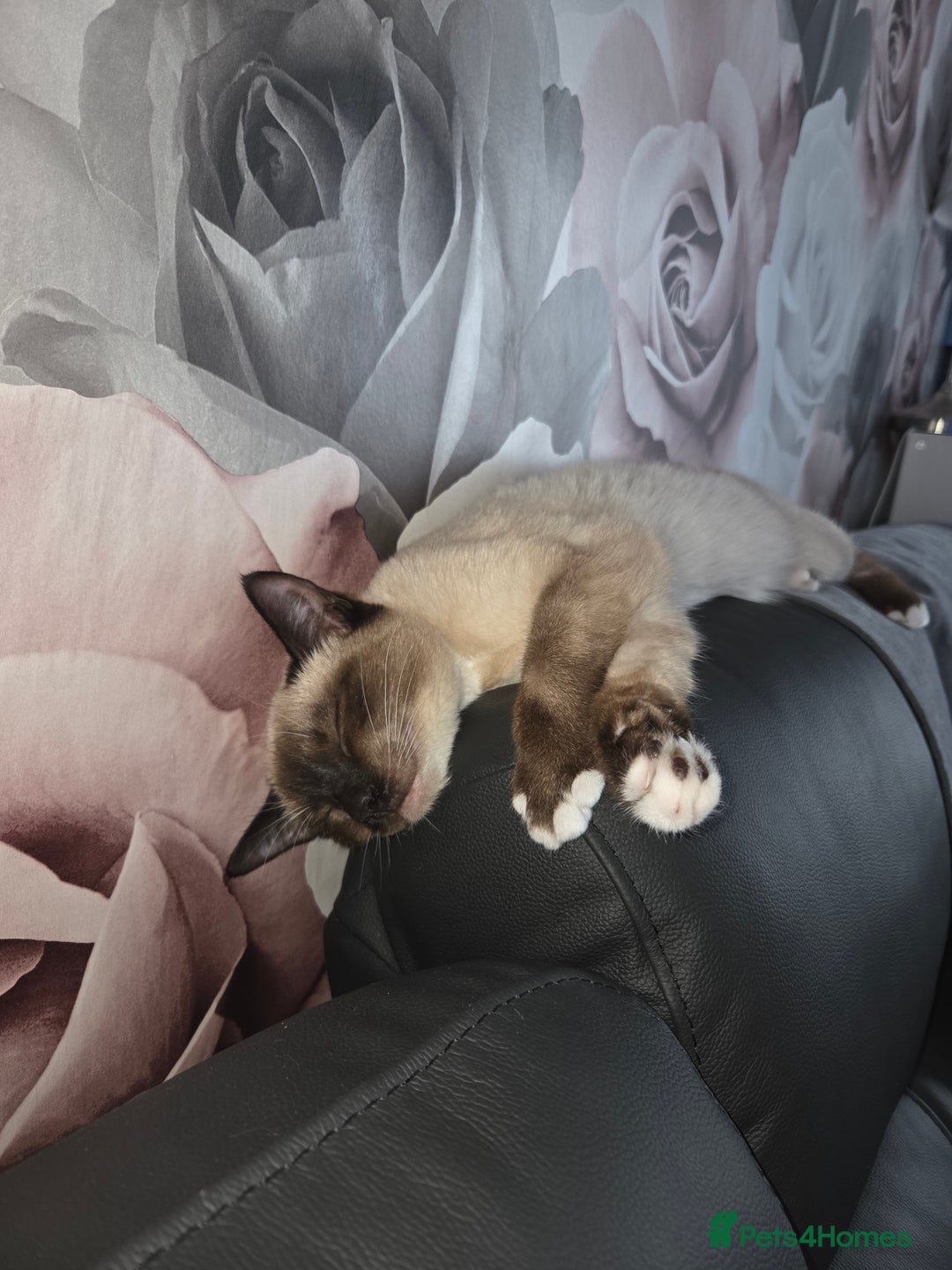 Siamese cats for sale: Beautiful girl siamese-9 months old - Image 3