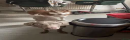 Weimaraner dogs for sale: Meet LULU - Advert 5