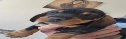 Dachshund dogs for sale: Working teckel pups.  - Advert 3
