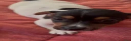 Jack Russell dogs for sale: CUTE Jack russel puppies great pedigree healthy  - Advert 9