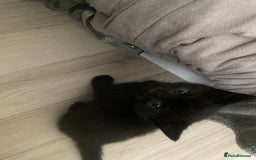 Mixed Breed cats for sale: 2 beautiful 7 weeks old kittens  - Advert 3