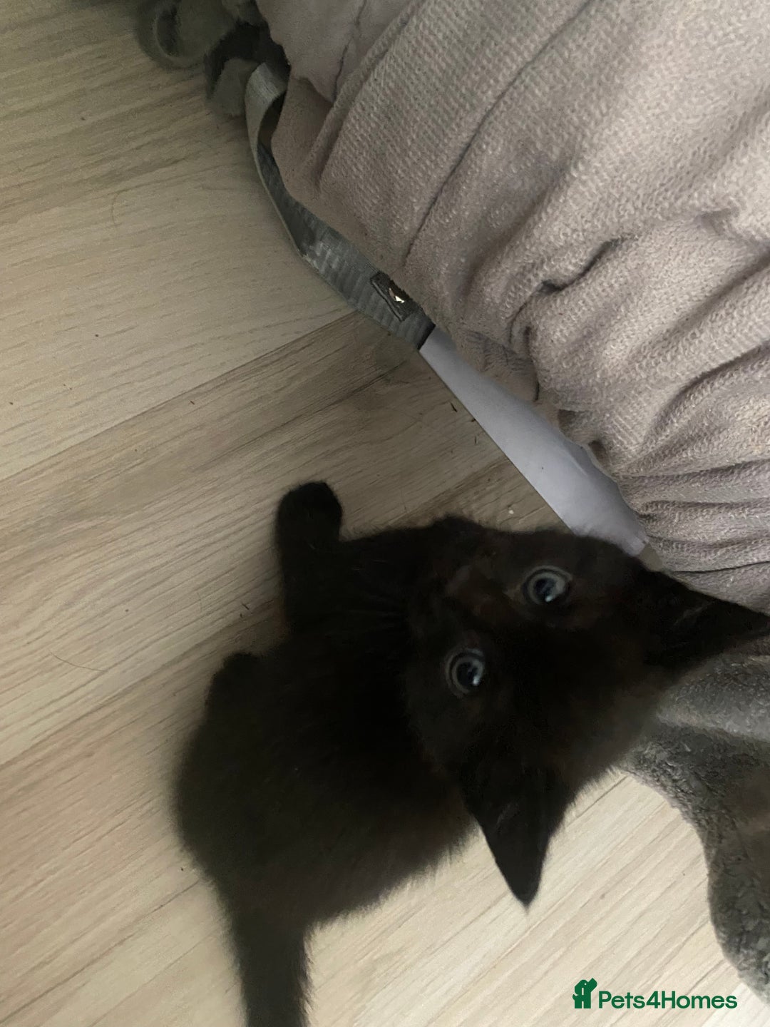 Mixed Breed cats for sale: 2 beautiful 7 weeks old kittens  - Advert 3