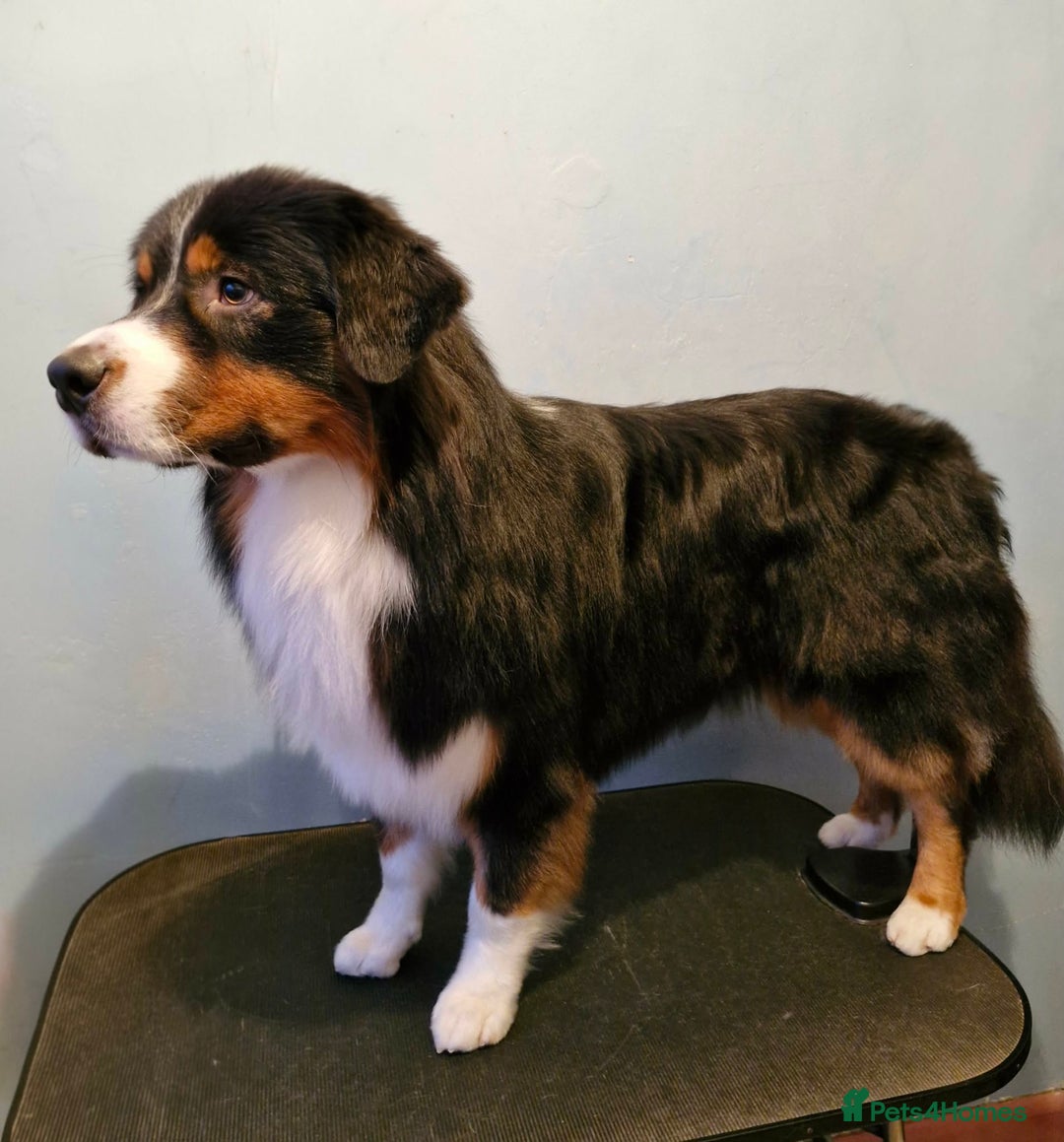 Australian Shepherd dogs for sale: Australian Shepherd Male - Advert 3