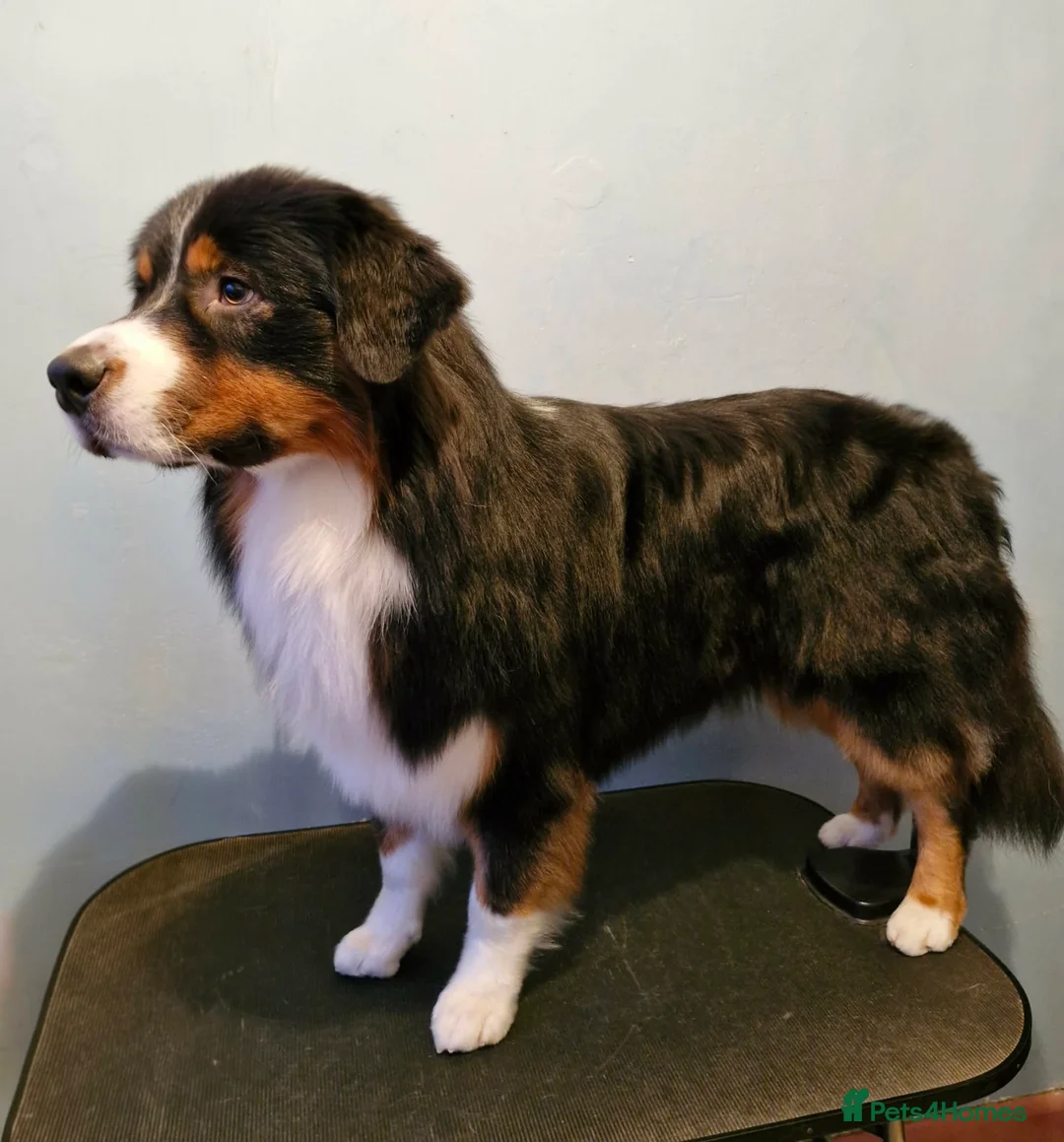Australian Shepherd dogs for sale: Australian Shepherd Male - Advert 11