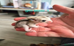 Sugar Glider rodents for sale: 4 baby sugar gliders ready 13th sept price each  - Image 2