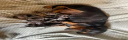 Miniature Dachshund dogs for sale: BEAUTIFUL MINIATURE DACHSHUND PUPPIES - Advert 1