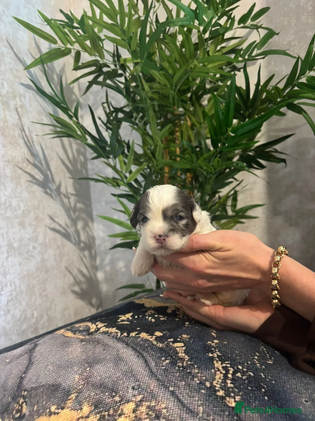 Shihpoo dogs for sale: Shih tzu X miniature poodle puppies - Advert 10