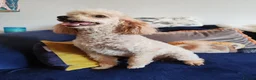 Schnoodle dogs for sale: Stunning Schnoodles - Advert 8