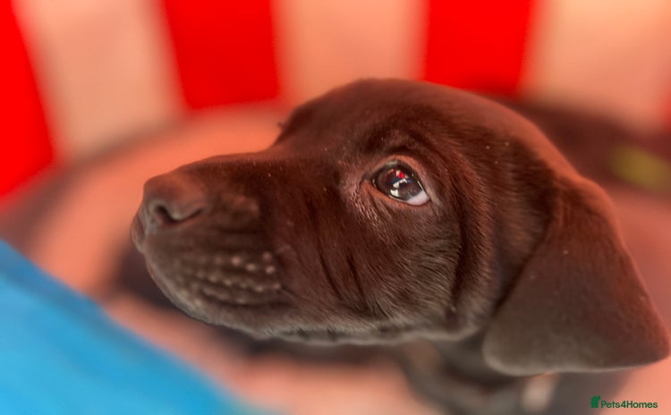 Labrador Retriever dogs - Advert 3