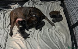 Mixed Breed dogs for sale: Staffrador puppies - Image 1