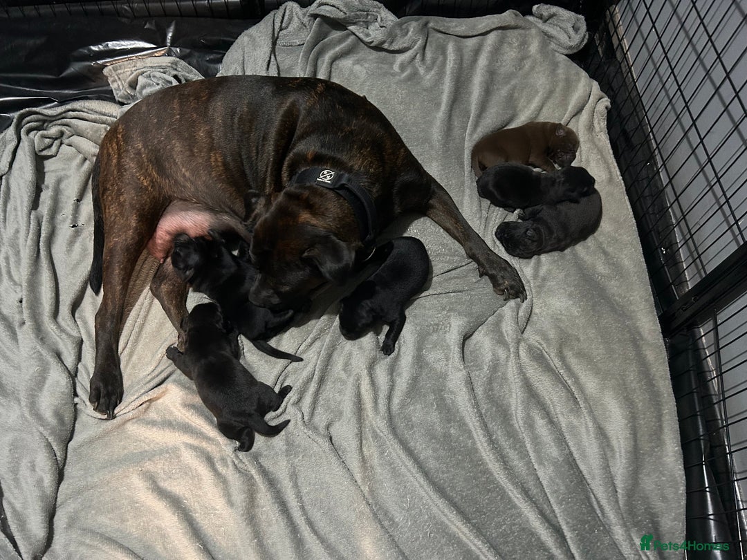 Mixed Breed dogs for sale: Staffrador puppies - Image 1