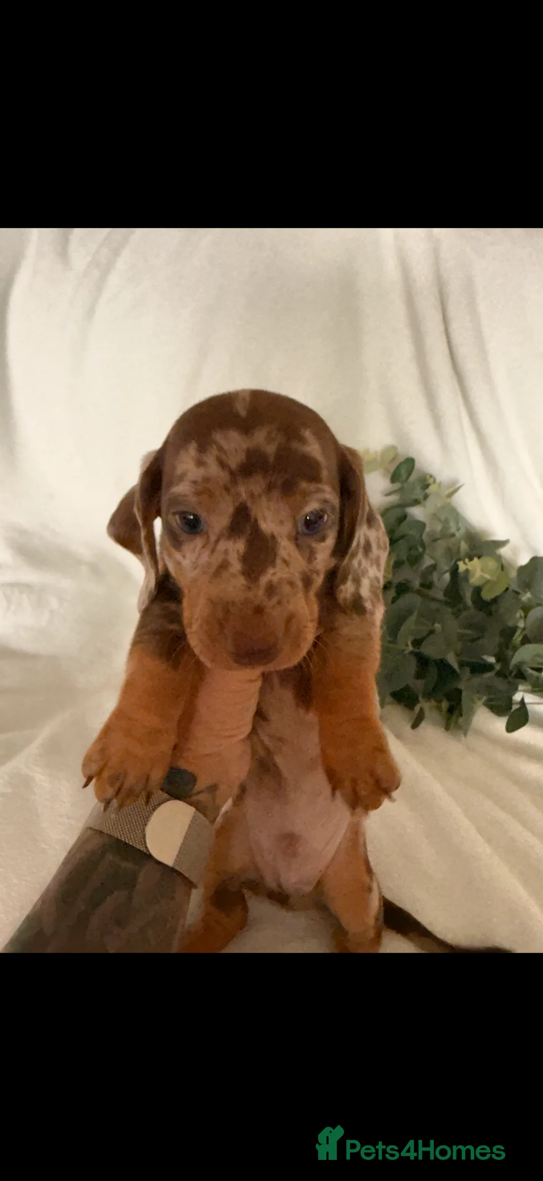 Dachshund dogs for sale: Beautiful miniature dachshunds dapple & Isabella  - Advert 4
