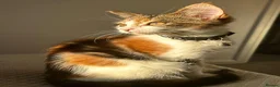 Mixed Breed cats for sale: Mixed Main Coon kittens  - Advert 6