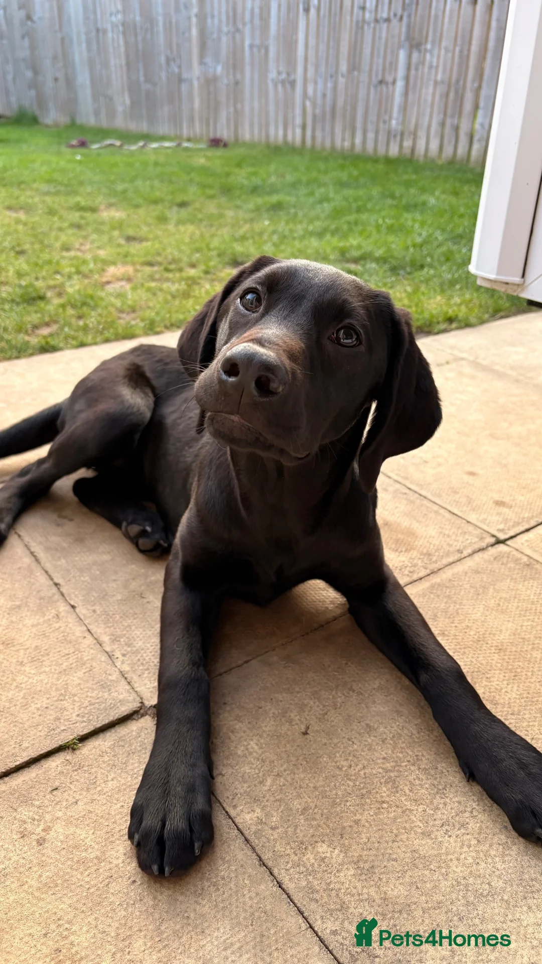 Labrador Retriever dogs for sale: KC Labrador Pup - Advert 6