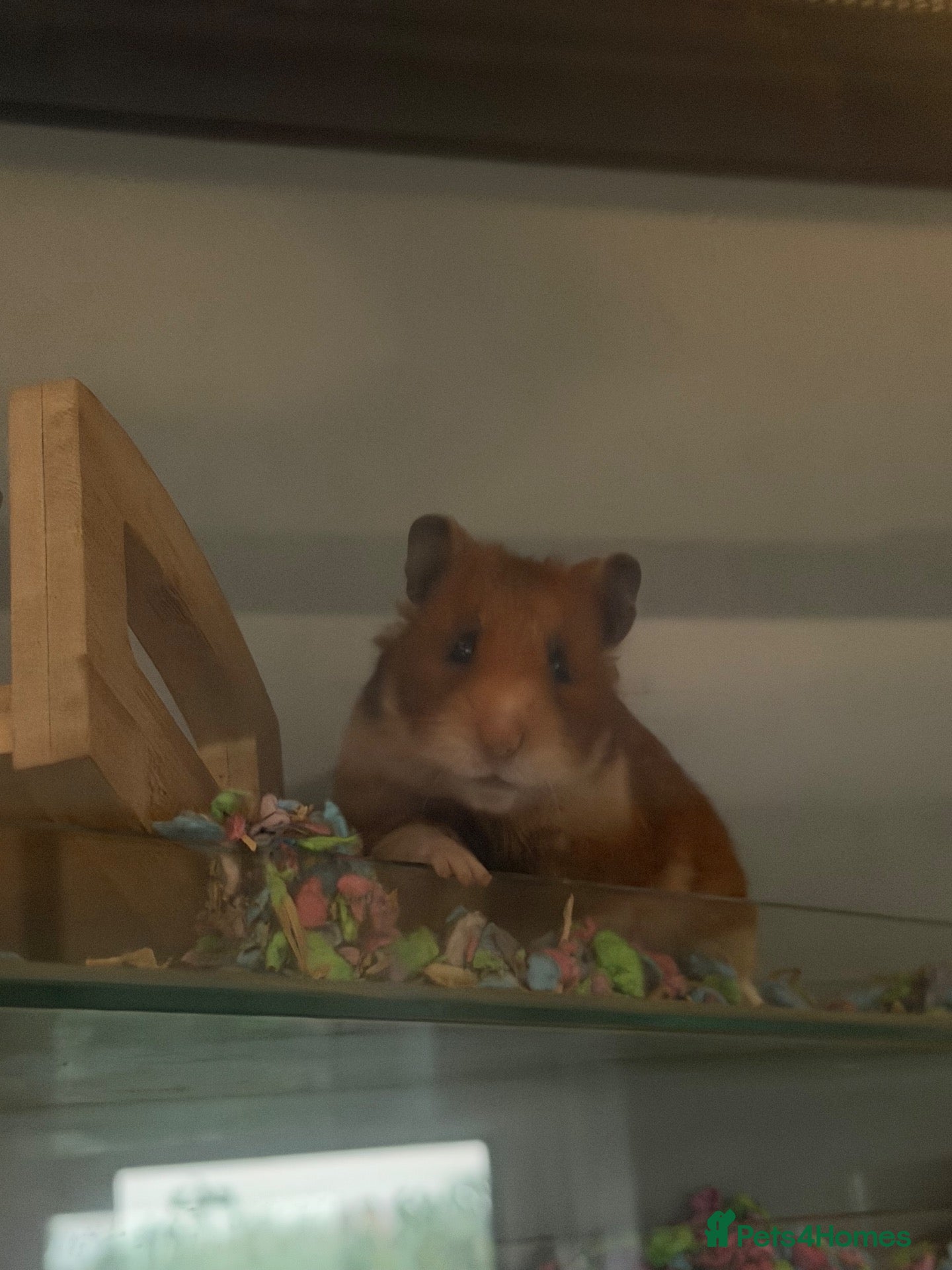 Hamster rodents Syrian hamster with cage and accessories  - Advert 2
