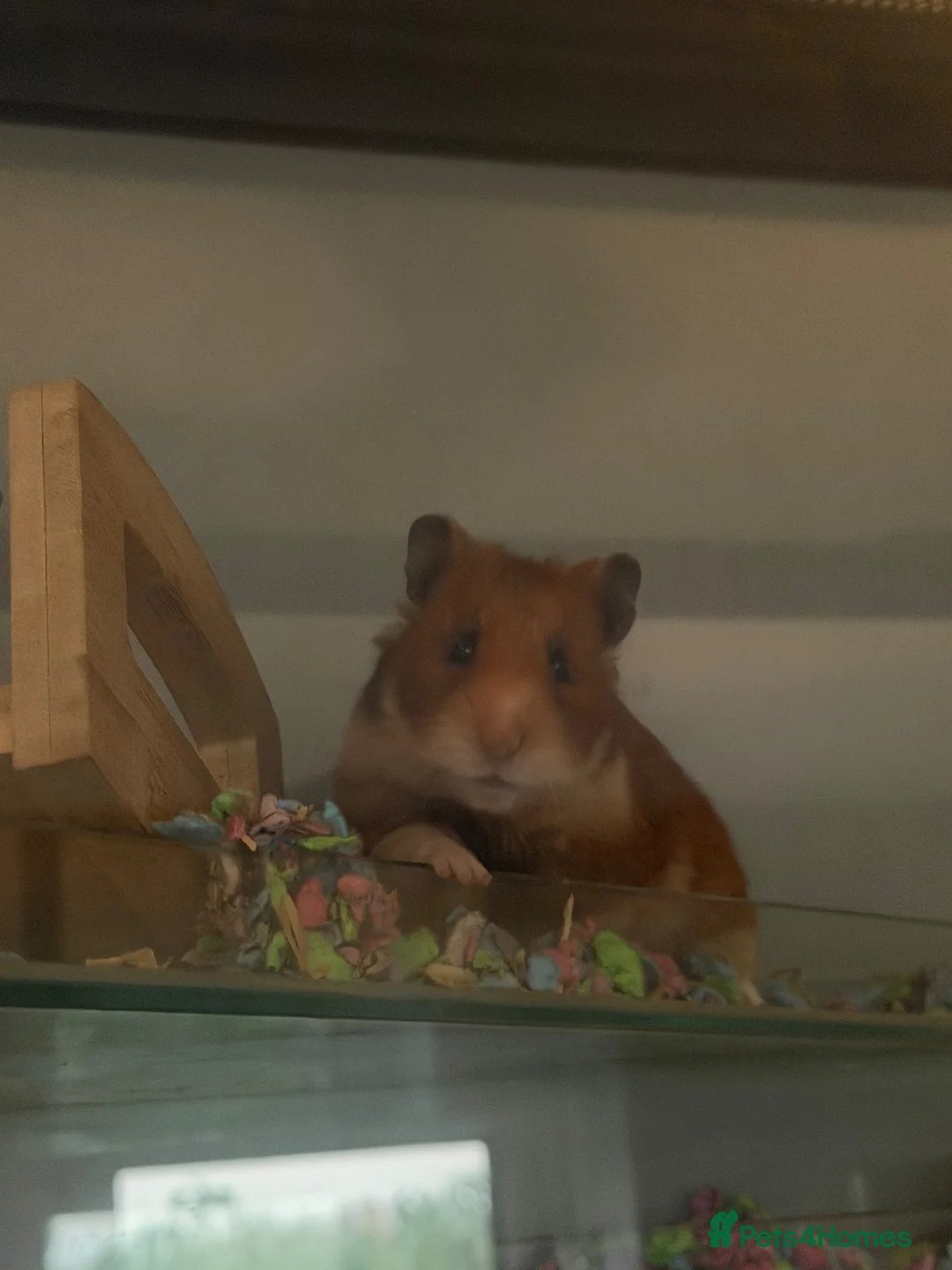 Hamster rodents for sale: Syrian hamster with cage and accessories  in Milton Keynes - Advert 1