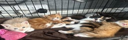 Mixed Breed cats for sale: Kittens ready now - Advert 2