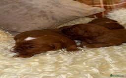 Cavapoo dogs for sale: ❤️ Deep Red Cavapoo Puppies ❤️ - Image 16
