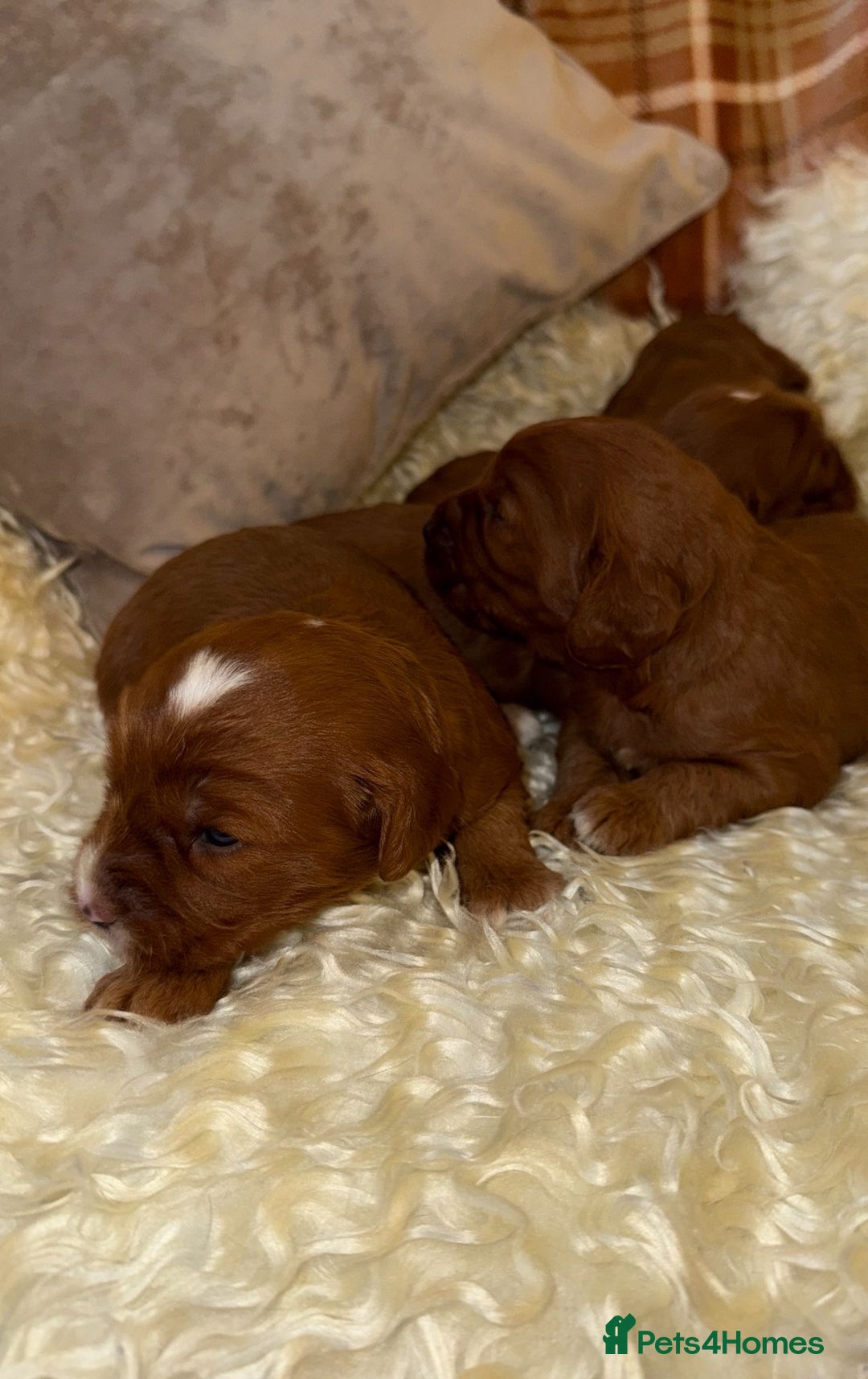 Cavapoo dogs for sale: ❤️ Deep Red Cavapoo Puppies ❤️ - Image 16