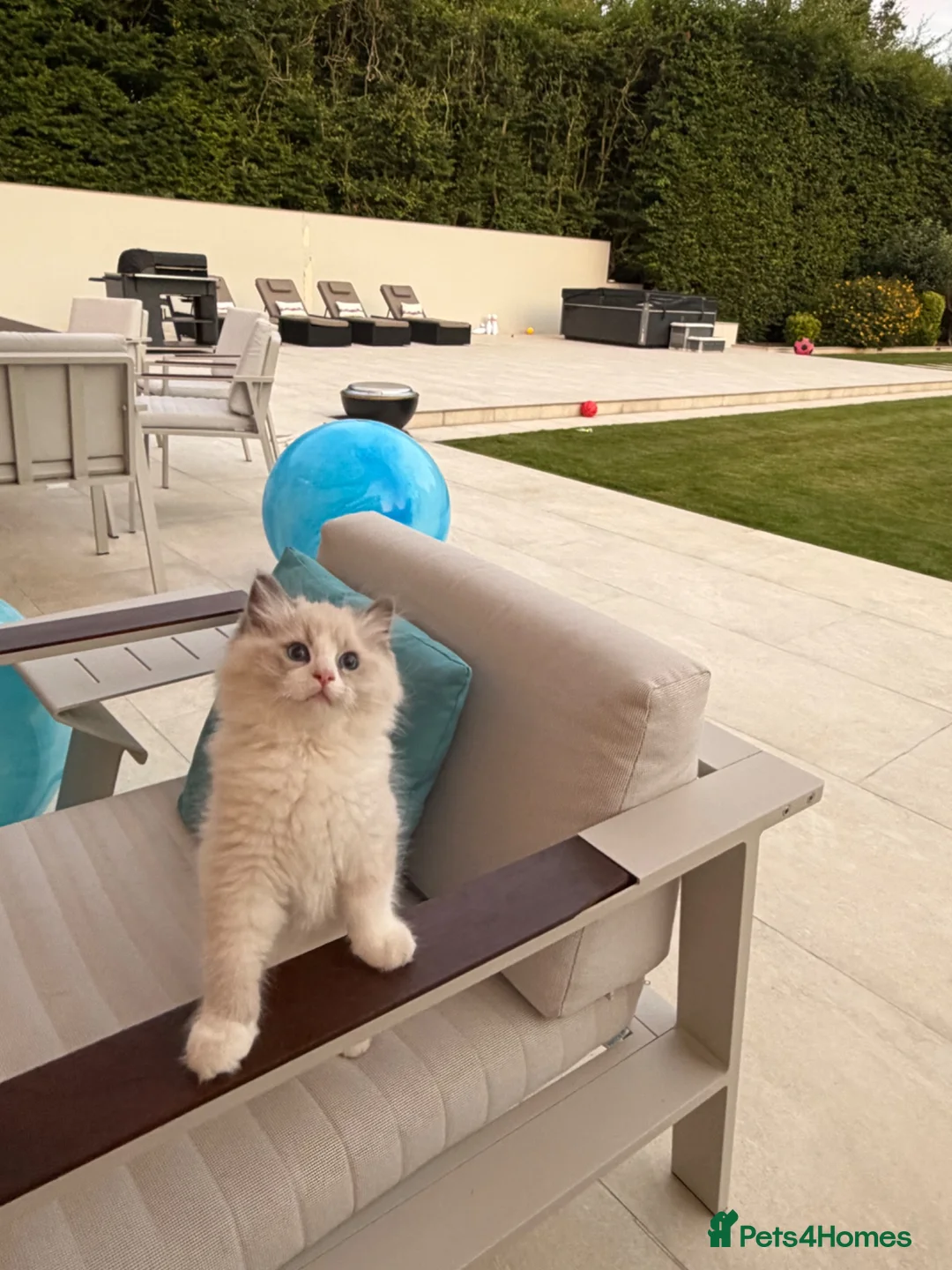 Ragdoll cats for sale: Surreys Finest & Fluffiest TICA Ragdoll Kitten  - Advert 38